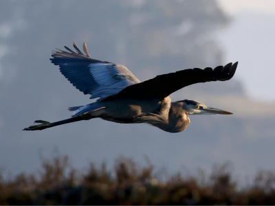 Sortie-Observation d'oiseaux